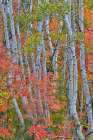 USA, Utah, Garden City. Aspen and maple on hillsides just east of town Art Print